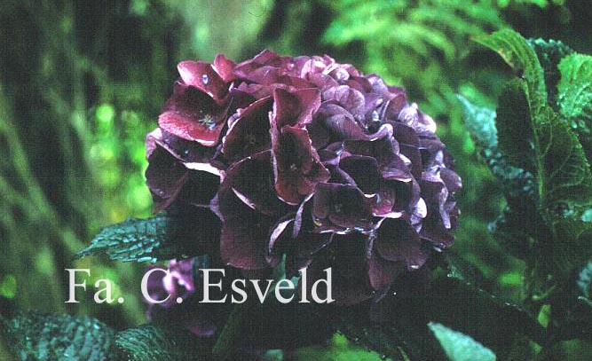 Hydrangea macrophylla 'Merveille Sanguine'