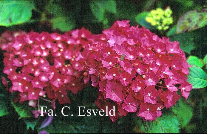 Hydrangea macrophylla 'Mme. G.J. Bier'