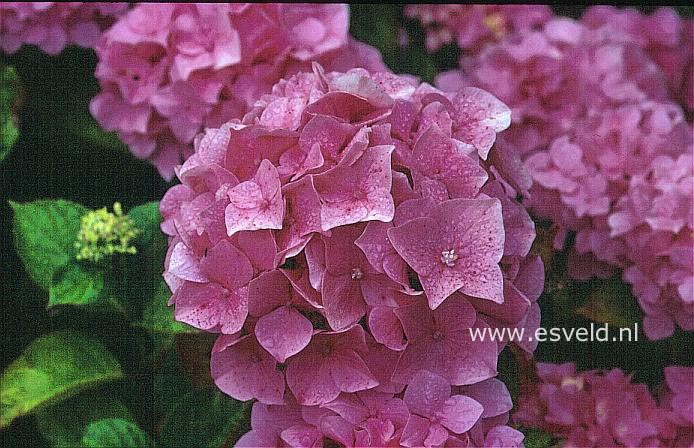Hydrangea macrophylla 'Mme. J. de Smedt'