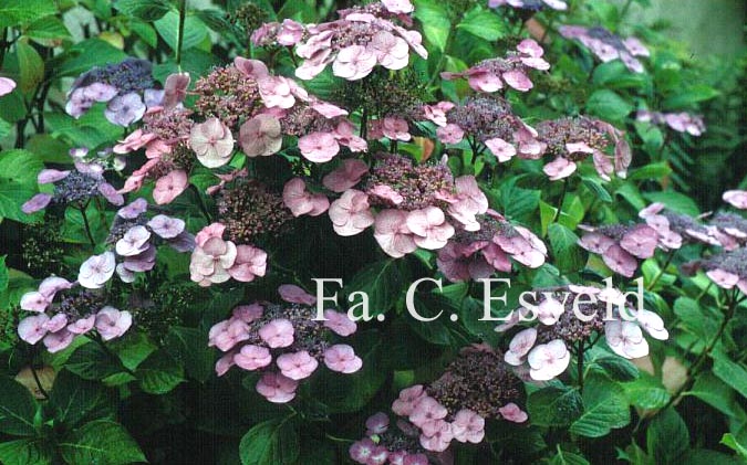 Hydrangea macrophylla 'Mousmee'