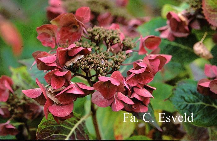 Hydrangea macrophylla 'Nachtigall'