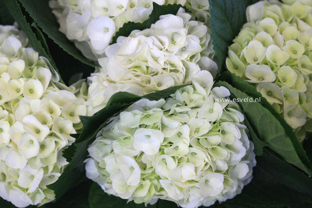 Hydrangea macrophylla 'Napo' (MAGICAL PEARL)