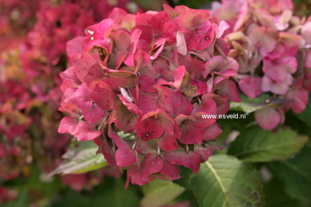 Hydrangea macrophylla 'Niedersachsen'
