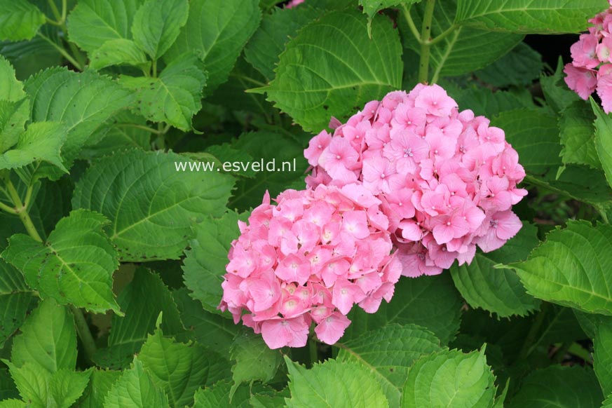 Hydrangea macrophylla 'Paris'