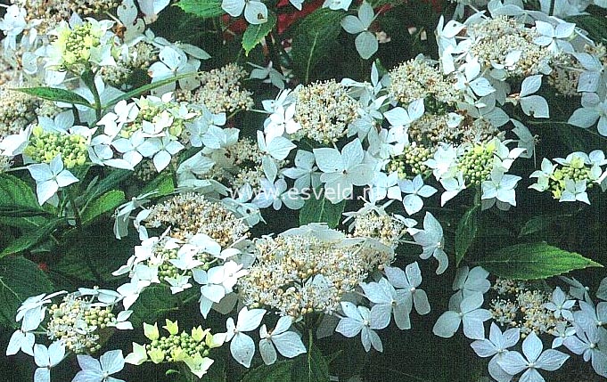 Hydrangea macrophylla 'Pengwyn'