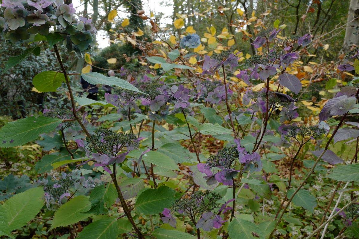Hydrangea macrophylla 'Phiim' (TWIST-N-SHOUT)