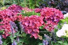 Hydrangea macrophylla 'Red Beauty'