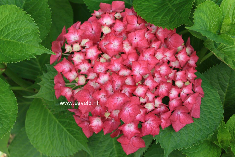 Hydrangea macrophylla 'Rheinland'