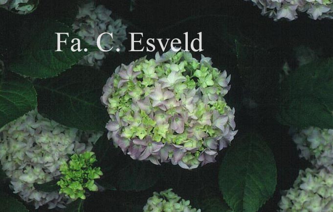 Hydrangea macrophylla 'Sainte Claire'