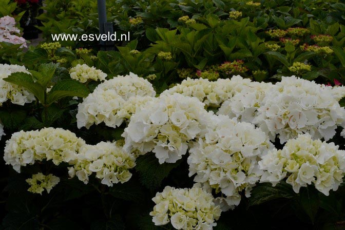 Hydrangea macrophylla 'Schneeball'
