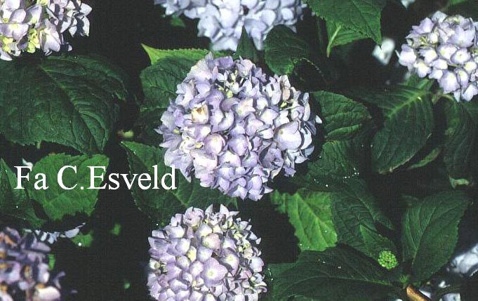 Hydrangea macrophylla 'Shin-ozaki'