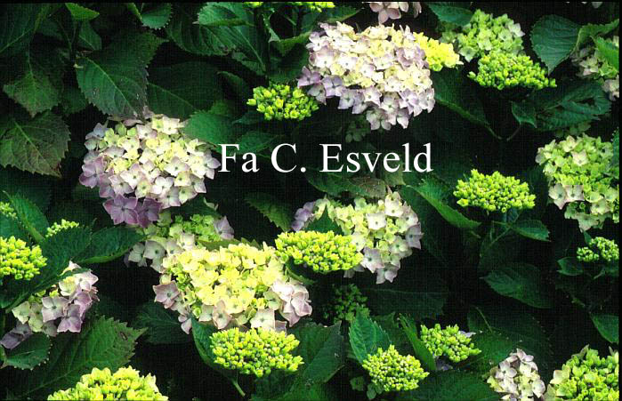 Hydrangea macrophylla 'Souvenir de Mme. E. Chautard'