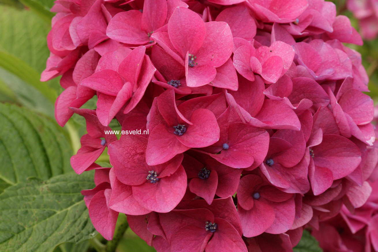 Hydrangea macrophylla 'Stratford'