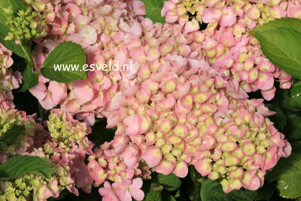 Hydrangea macrophylla 'Superbowl'