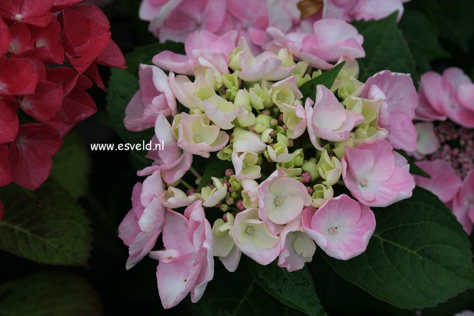 Hydrangea macrophylla 'Sweet Dreams'