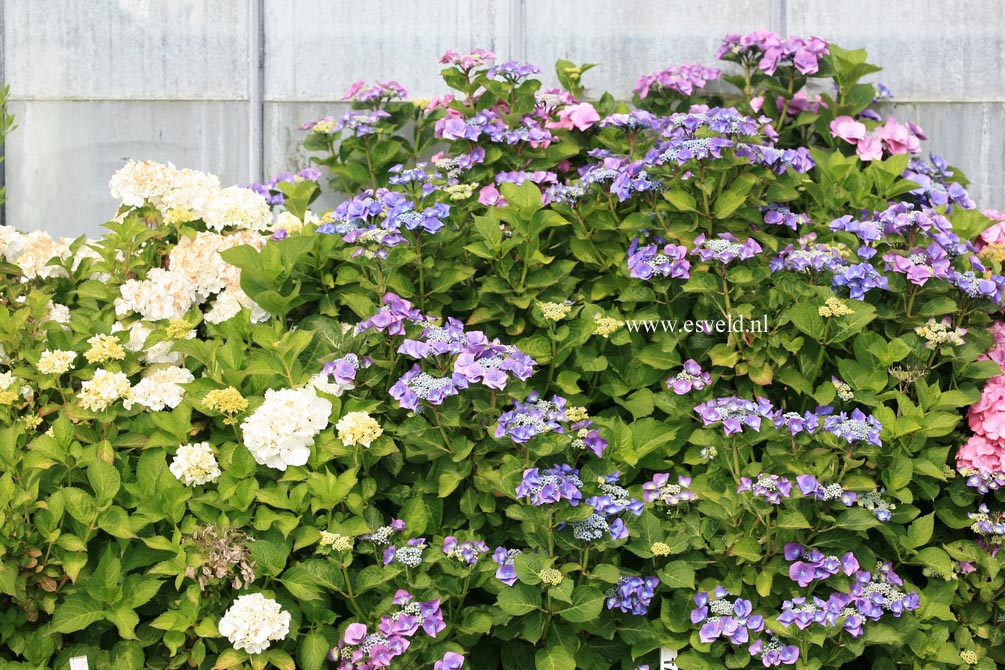 Hydrangea macrophylla 'Taube'