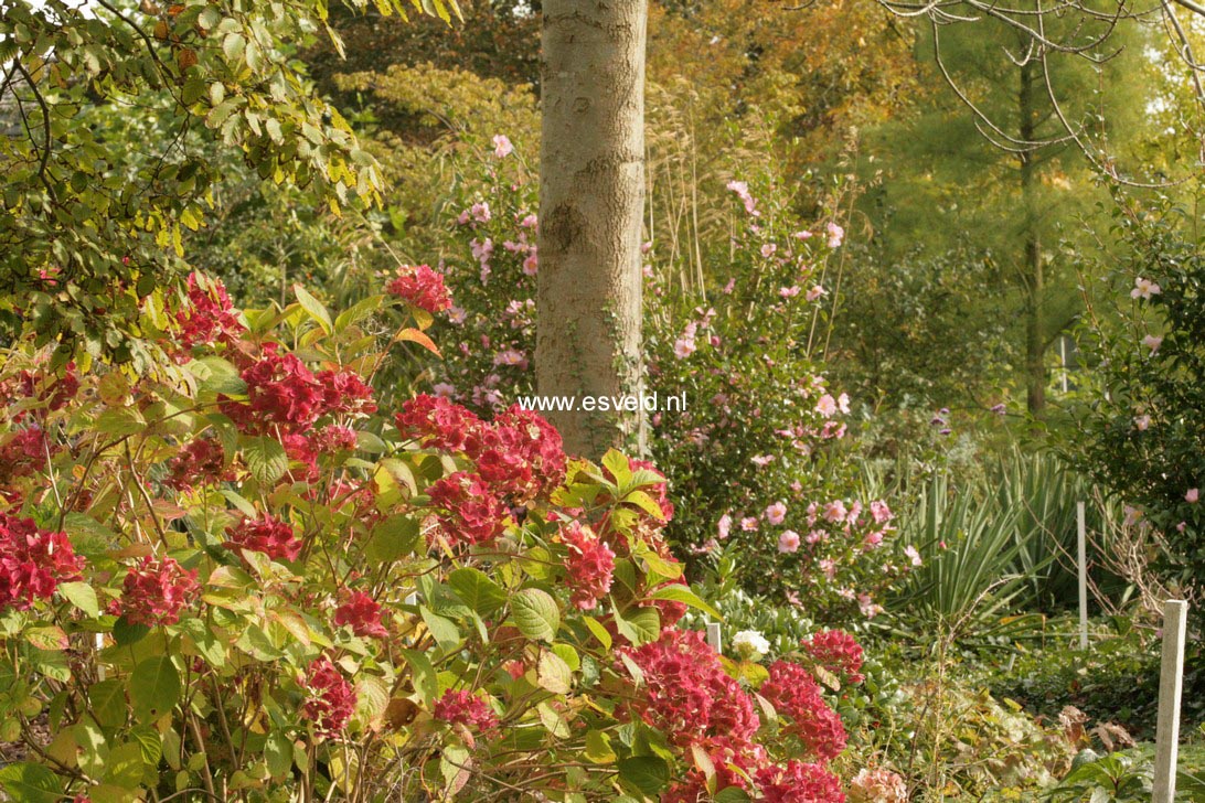 Hydrangea macrophylla 'The Bride' (ENDLESS SUMMER)