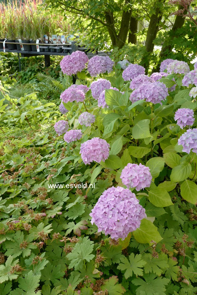 Hydrangea macrophylla 'Thelenn'