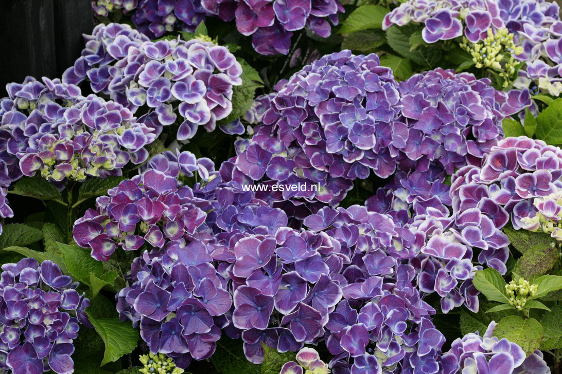 Hydrangea macrophylla 'Tivoli'