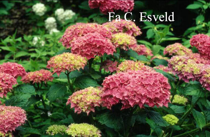 Hydrangea macrophylla 'Tovelit'