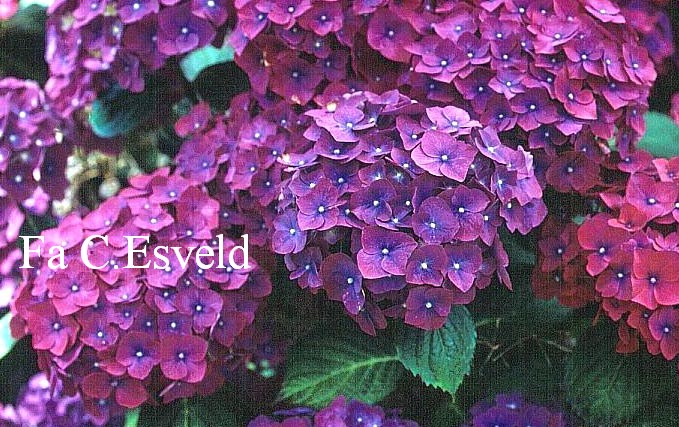 Hydrangea macrophylla 'Westfalen'