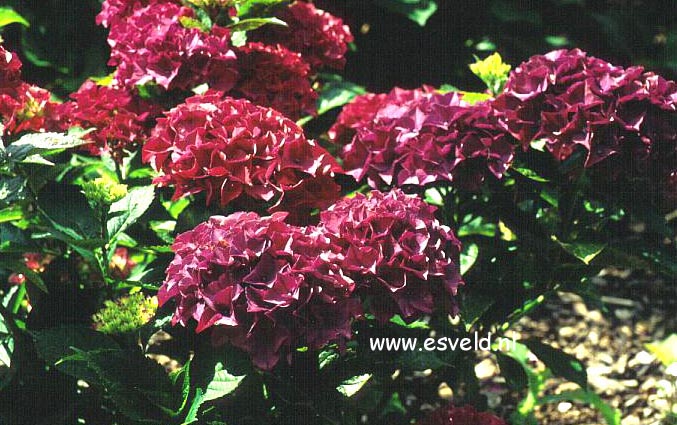 Hydrangea macrophylla 'Youmenine' (ROMANCE)