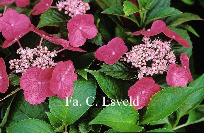 Hydrangea macrophylla 'Zaunkoenig'