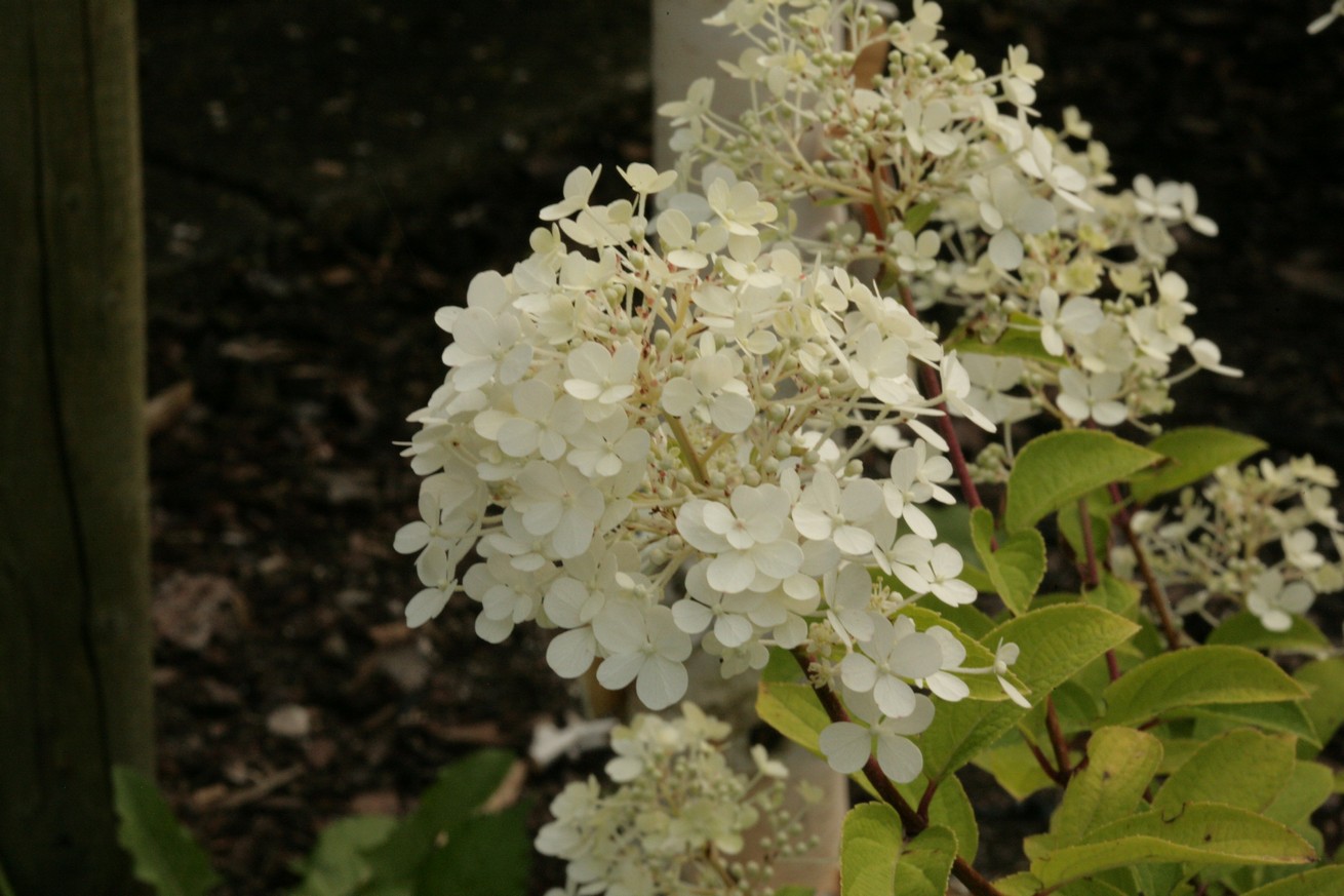 Hydrangea paniculata 'Bobo'