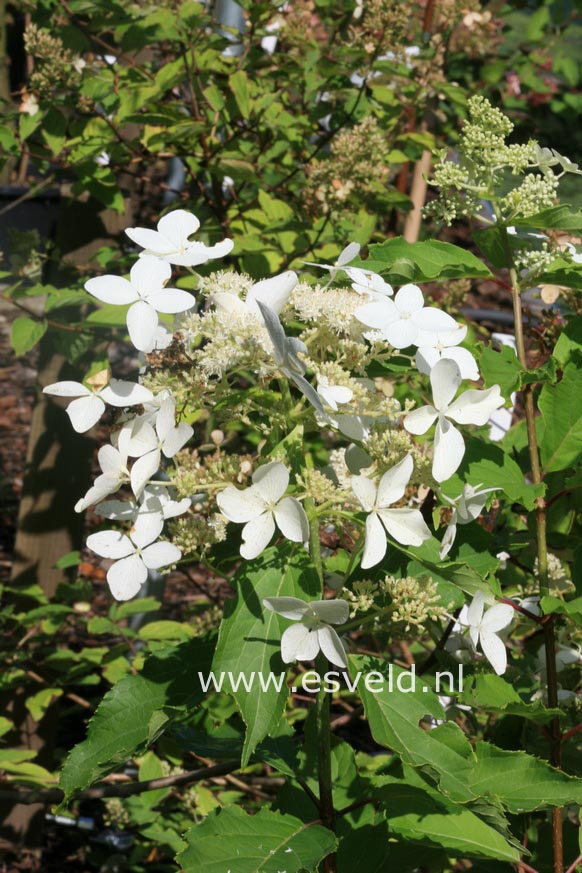 Hydrangea paniculata 'Degudo'