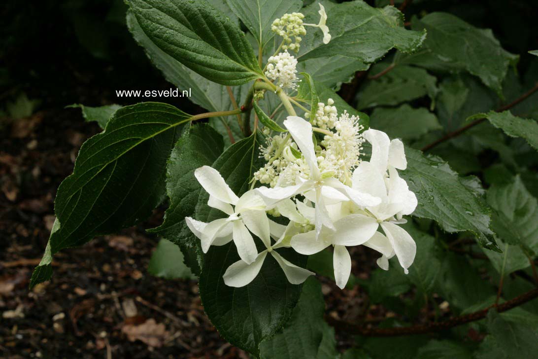 Hydrangea paniculata 'Le Vasterival' (GREAT STAR)
