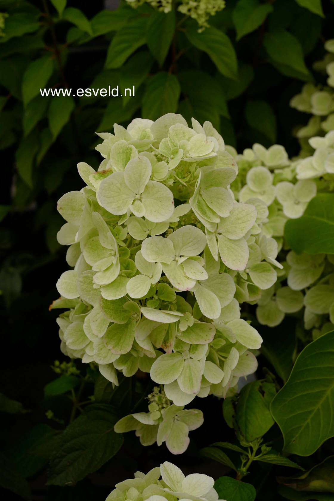 Hydrangea paniculata 'Rendia' (DIAMOND ROUGE)