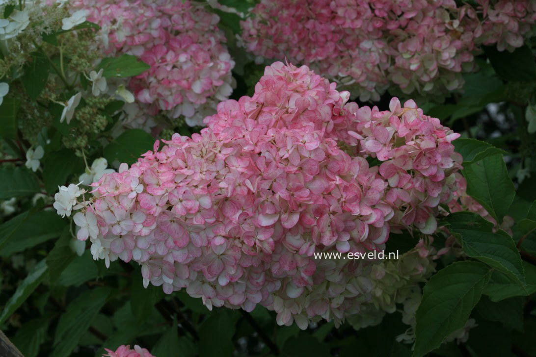 Hydrangea paniculata 'Renhy' (VANILLE FRAISE)