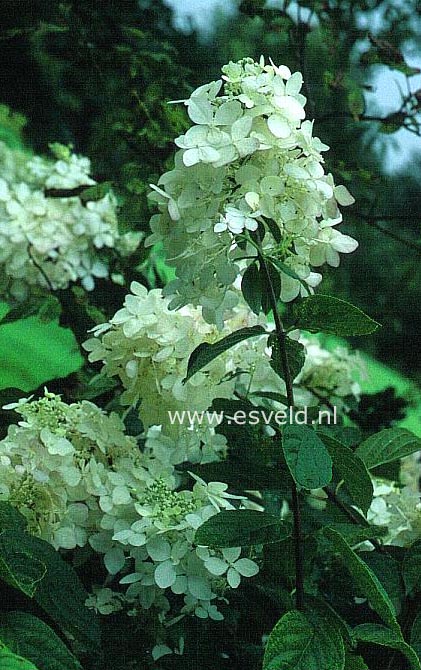 Hydrangea paniculata 'White Lady'