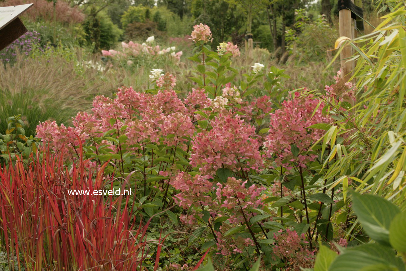 Hydrangea paniculata 'Wim's Red'