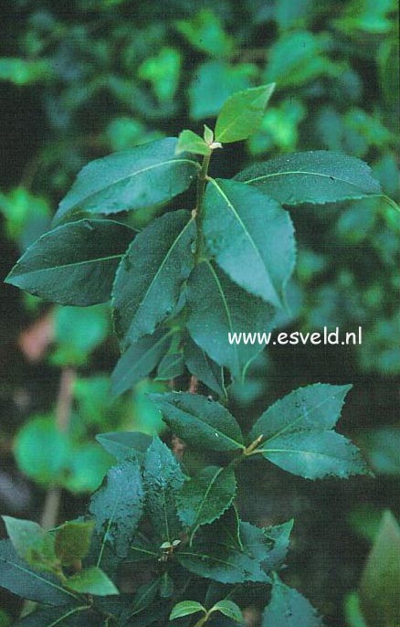 Hydrangea peruviana x serratifolia