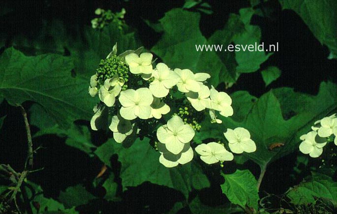Hydrangea quercifolia 'John Wayne'