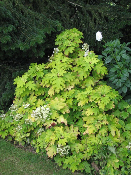 Hydrangea quercifolia 'Little Honey'