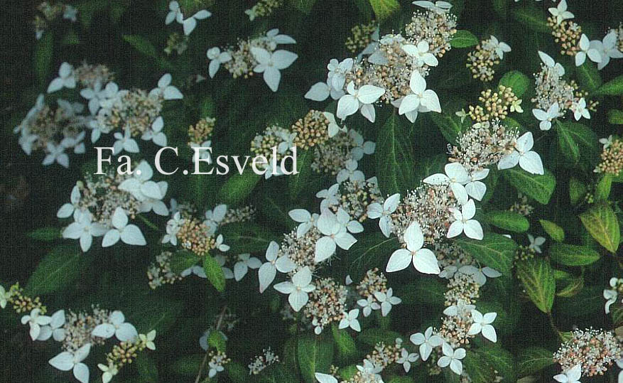 Hydrangea scandens 'Small Form'