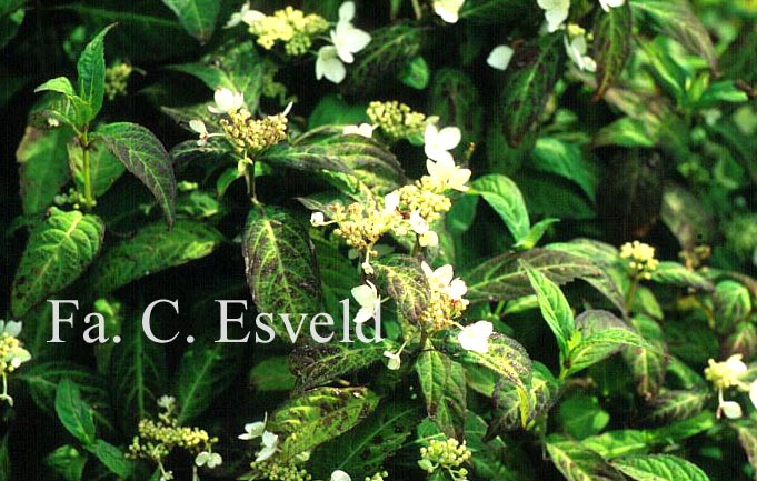 Hydrangea scandens angustisepala