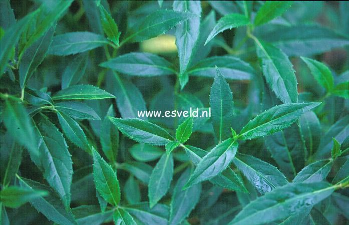 Hydrangea scandens chinensis f. formosana