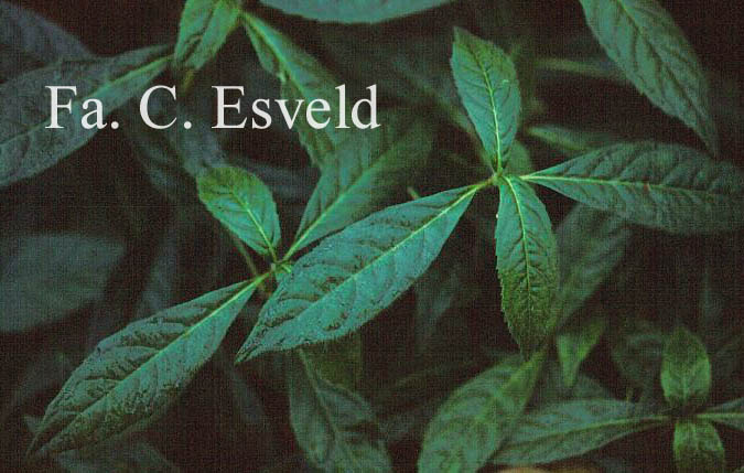 Hydrangea scandens chinensis f. obovatifolia