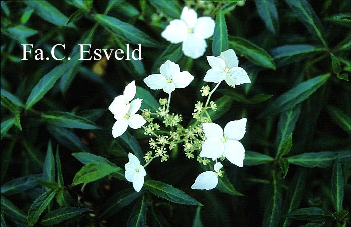 Hydrangea scandens chinensis