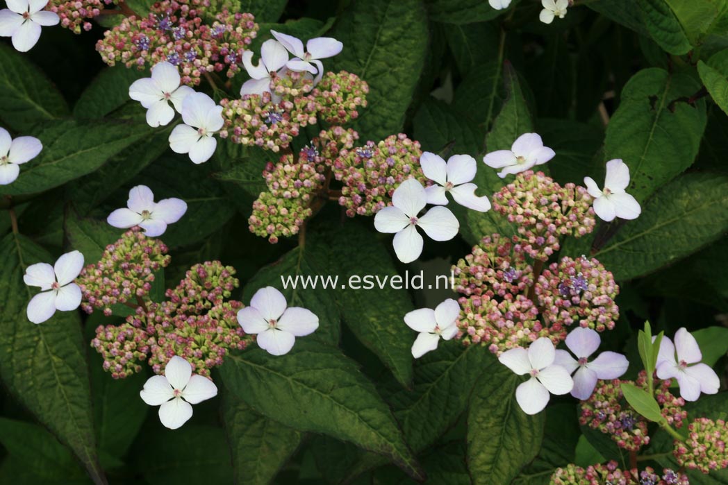 Hydrangea serrata 'Ai-gaku'