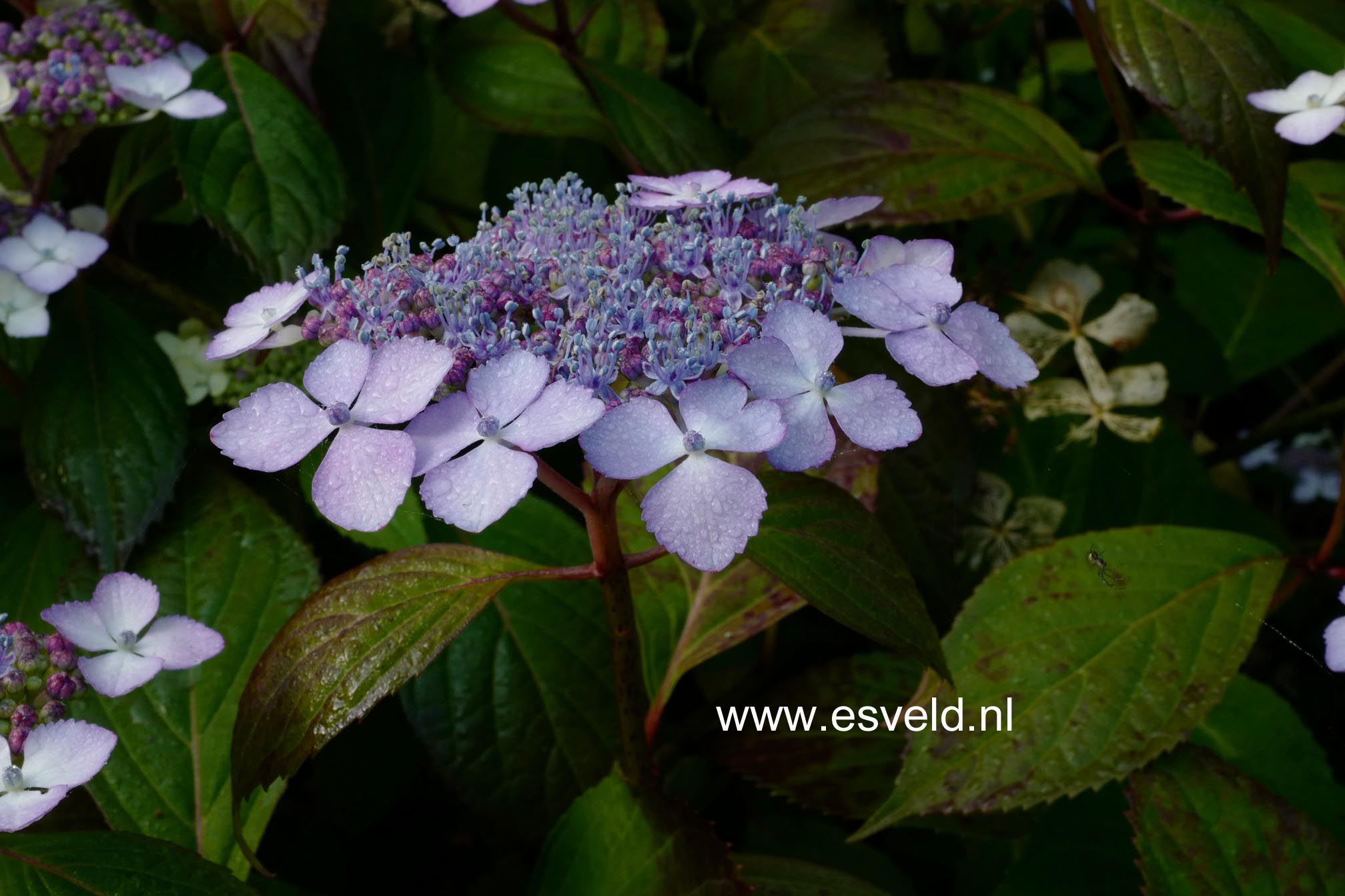 Hydrangea serrata 'Akabe-yama'