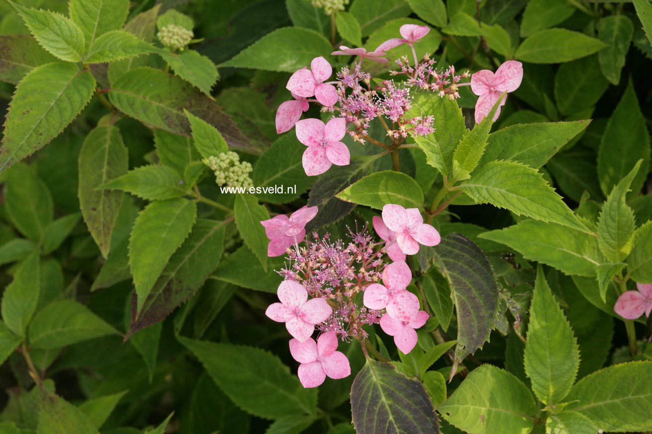 Hydrangea serrata 'Beni-yama'