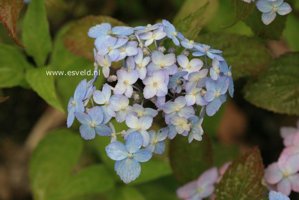 Hydrangea serrata 'Betu-ko-temari'