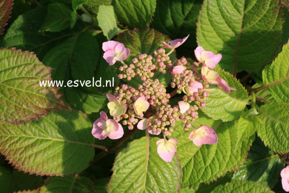 Hydrangea serrata 'Blue Billow'