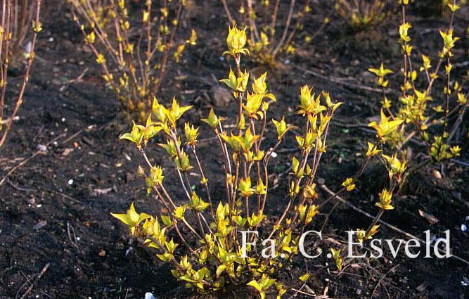 Hydrangea serrata 'Golden Sunlight'