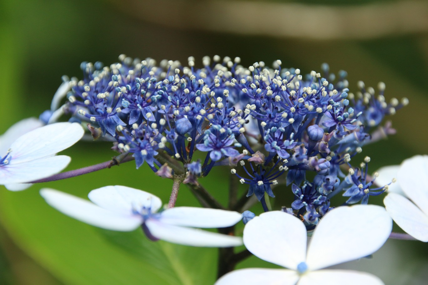 Hydrangea serrata 'Imperatrice Eugenie'