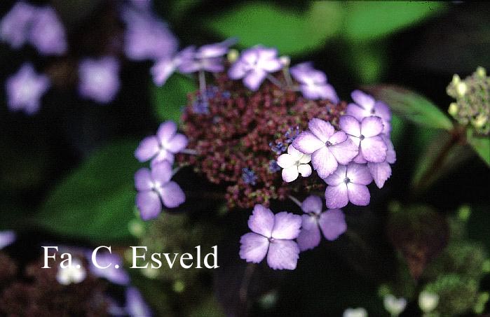 Hydrangea serrata 'Isusai-jaku'